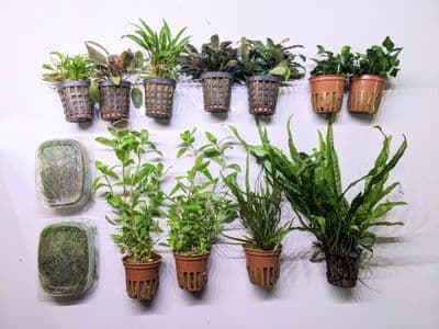 Classic Nature Style Collection for up to 30