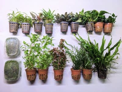 Classic Nature Style Collection for up to 36