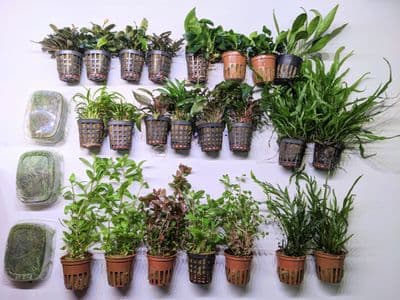 Classic Nature Style Collection for up to 48