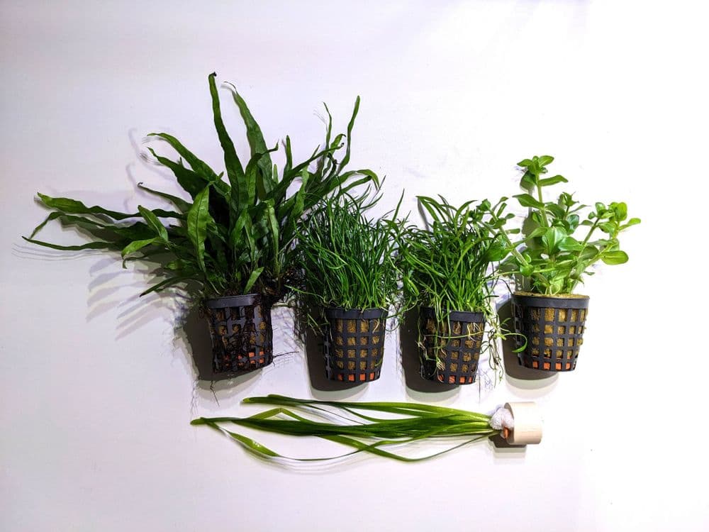 Coldwater Aquarium Plant Collection for 18" Fish Tank