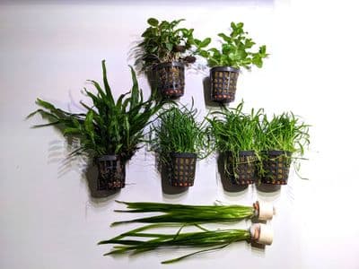 Coldwater Plant Collection for up to 24