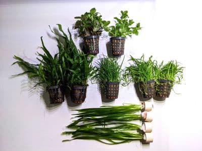 Coldwater Plant Collection for up to 30