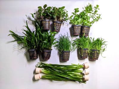 Coldwater Plant Collection for up to 36