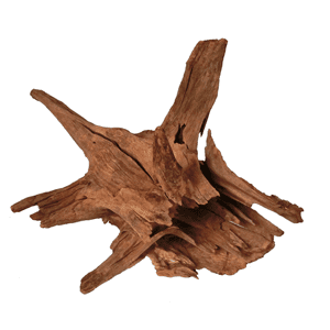 Corbo Catfish Root Medium 25-35cm