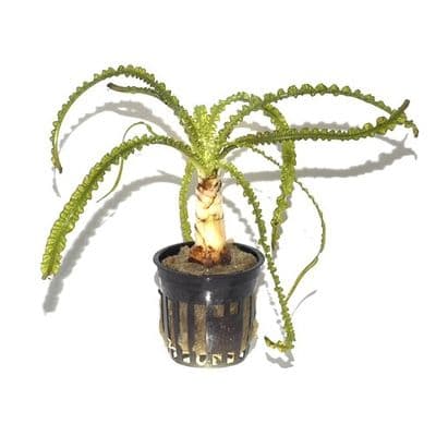 Crinum calamistratum