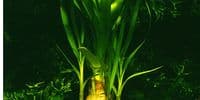 Buy Crinum Thaianum Bulb AKA Onion Plant - For Sale Aquarium Gardens