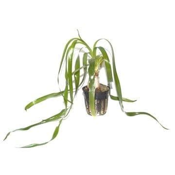 Buy Crinum Thaianum Bulb AKA Onion Plant - For Sale Aquarium Gardens