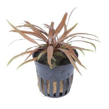 Cryptocoryne albida Brown