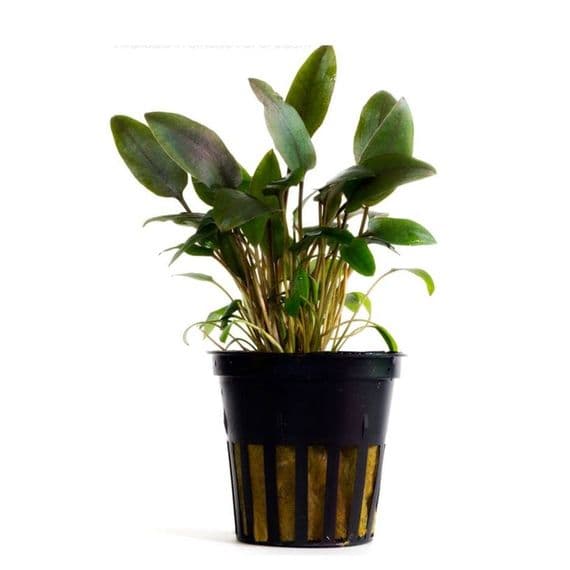 Buy Cryptocoryne Becketii Potted