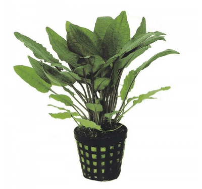 Cryptocoryne Bullosa