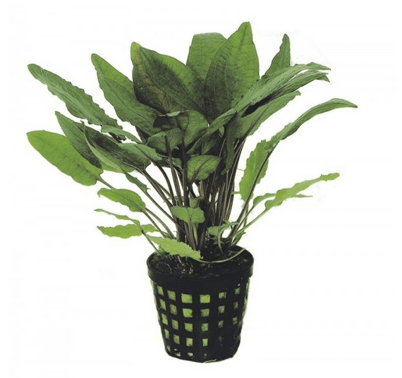 Cryptocoryne Bullosa