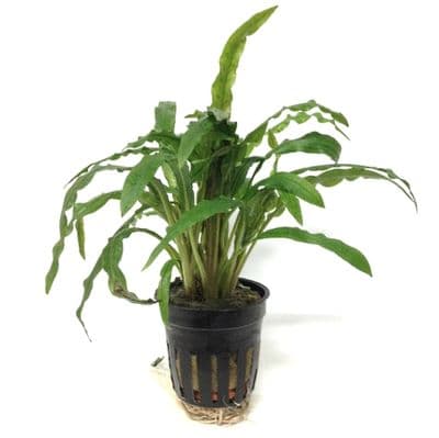 Cryptocoryne Costata