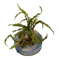 Cryptocoryne crispatula - Tropica 1-2 Grow!