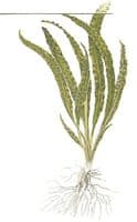 Cryptocoryne crispatula - Tropica 1-2 Grow!