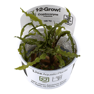 Cryptocoryne crispatula - Tropica 1-2 Grow!