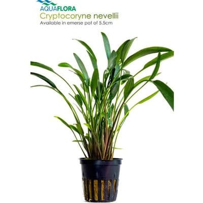 Cryptocoryne Nevellii