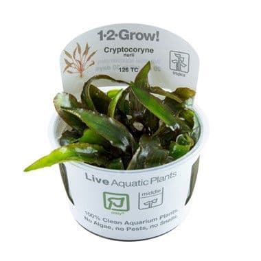 Cryptocoryne nurii Tropica 1-2 Grow!