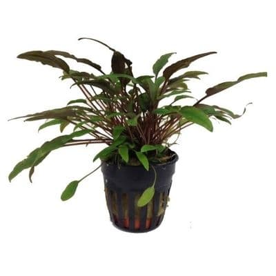 Cryptocoryne Petchii