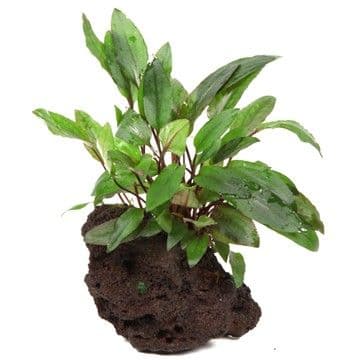 Cryptocoryne Petchii on Lava Rock - Aquarium Gardens