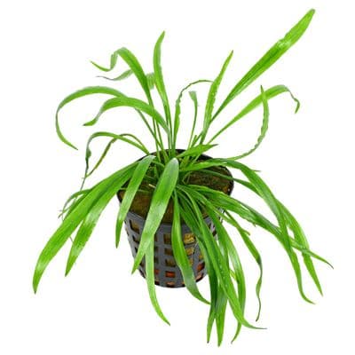 Cryptocoryne spiralis Green