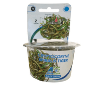 Cryptocoryne Spirallis Tiger Tissue Culture