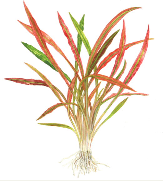 Cryptocoryne Spirallis Tiger Tissue Culture
