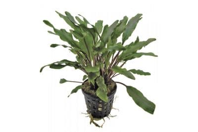 Cryptocoryne Undulatus Green