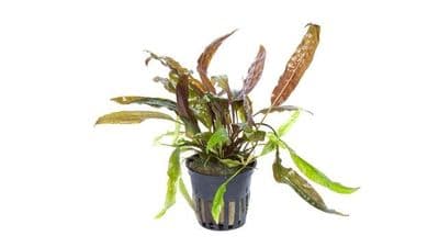 Cryptocoryne Usteriana