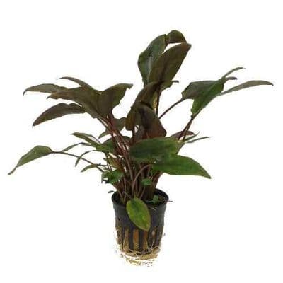Cryptocoryne Wendtii Brown