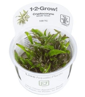 Cryptocoryne Wendtii Green - Tropica 1-2 Grow!