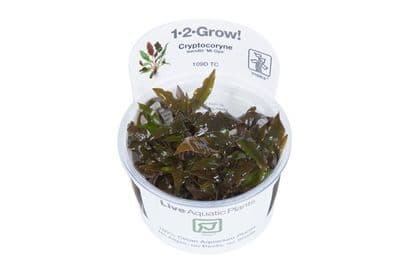 Cryptocoryne wendtii 'Mi Oya' Tropica 1-2 Grow!