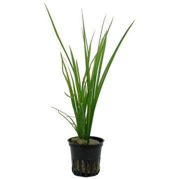 Cyperus helferi