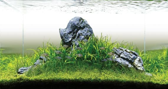 D-D Aqua-Pro Aquascaper 1200 Tank