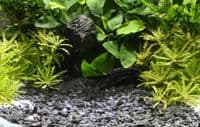 Dennerle Plantahunter Baikal Kongo 3-8mm 500g