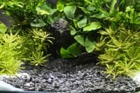 Dennerle Plantahunter natural gravel - Kongo (Baikal) 5kg 3-8mm