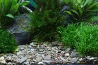 Dennerle  Plantahunter natural gravel Rio Xingu 500G