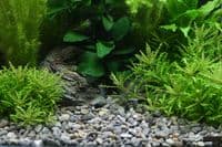 Dennerle  Plantahunter Okavango River Gravel - L 8-12mm 500g