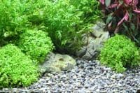 Dennerle  Plantahunter Okavango River Gravel  - S 4-8mm 500G