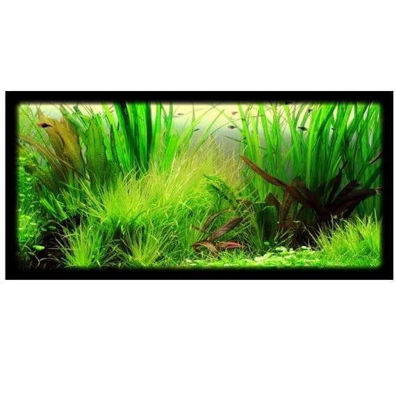 Discus Plant Collection for up to 60