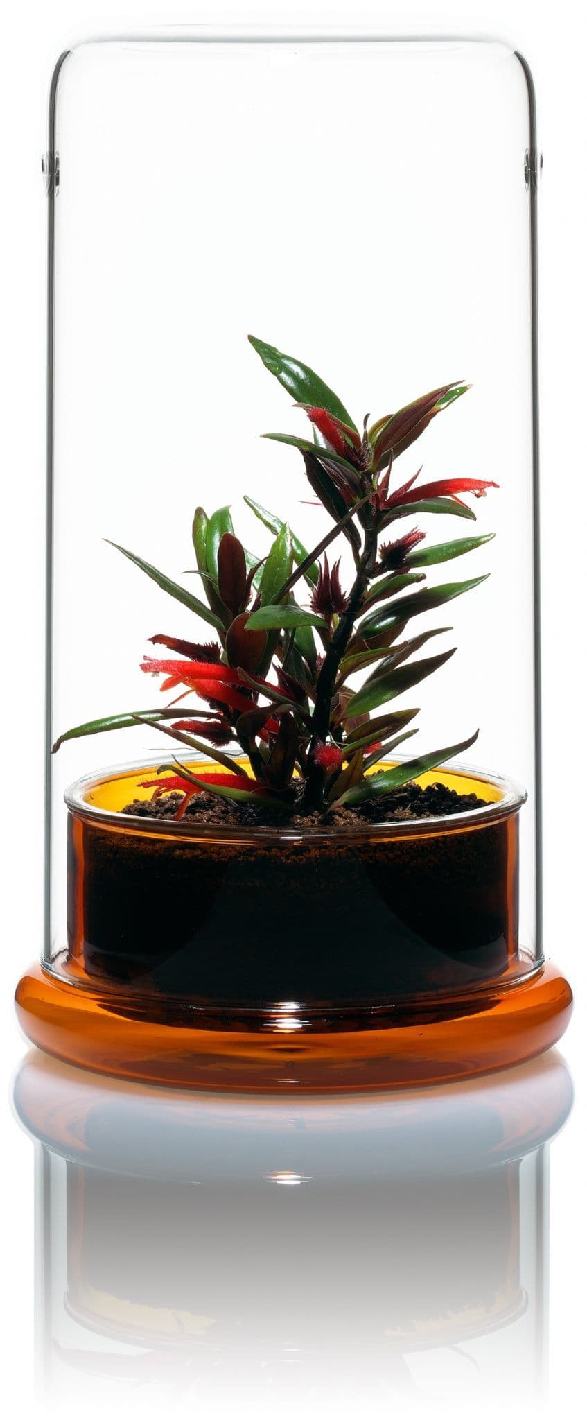 DOOA ADA CELL セル AMBER アンバー DOOA - Cell - Amber | Aquasabi - Aquarium Shop