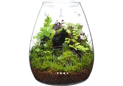 DOOA Glass Pot Shizuku