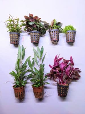Dutch Aquascaping Plant Collection for Tanks up to 24"