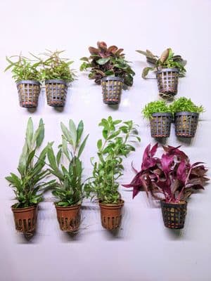 Dutch Aquascaping Plant Collection for Tanks up to 30"