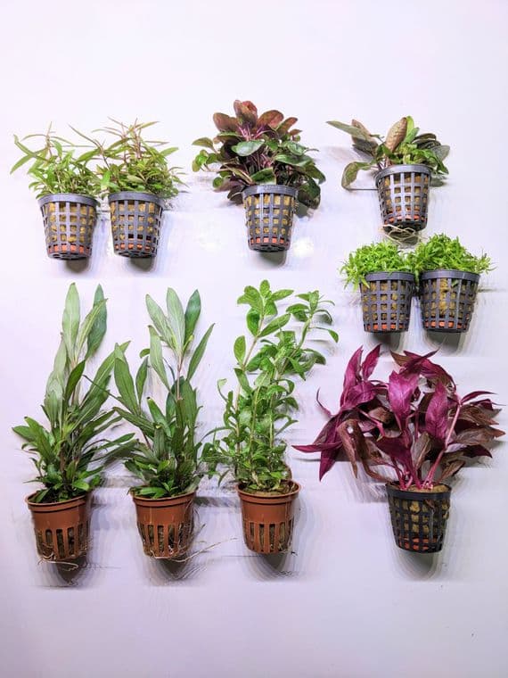 Dutch Aquascaping Plant Collection for Tanks up to 30"
