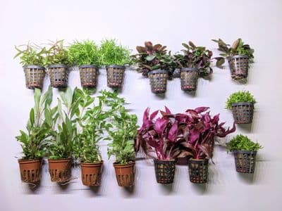 Dutch Aquascaping Plant Collection for Tanks up to 36"