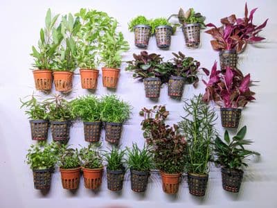 Dutch Aquascaping Plant Collection for Tanks up to 48"