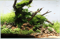 Easy Care Plant Collection for 24