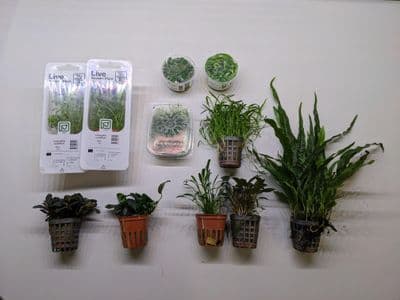 Easy Care Plant Collection for 24