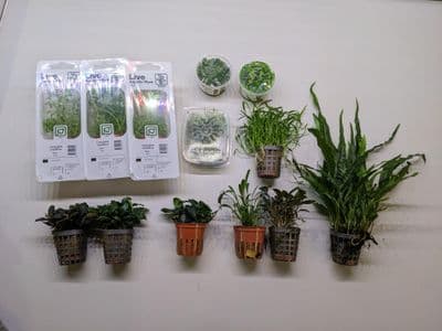 Easy Care Plant Collection for 30