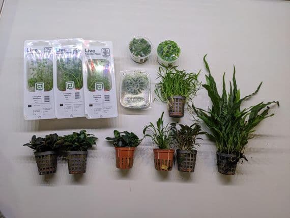 Easy Care Plant Collection for 30
